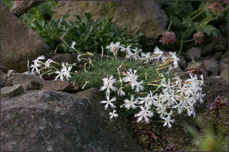 Dianthus ,Berlin Snow,